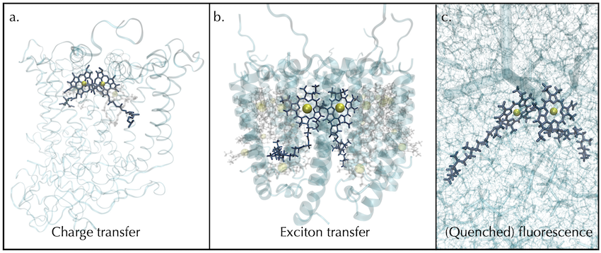 Chlorophyll embedded in a. reaction centre b. antenna complex c. diethyl ether solvent